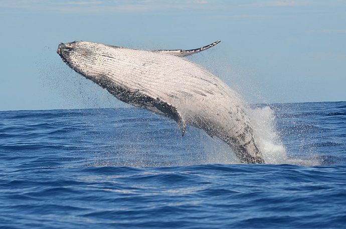 Szkolny Konkurs Biologiczny - Fascynujący świat waleni